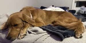 A golden retriever lies on a college student’s bed.