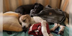 Two dogs snuggled together on a couch. One dog has bandages wrapped around one foreleg.