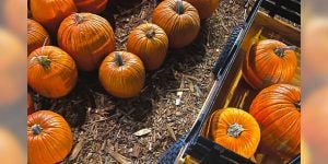 A group of orange pumpkins on a mulch covered ground and 3 pumpkins in a wagon.