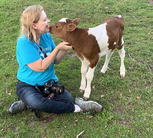 image of Dr. Erin Amerman, with a calf