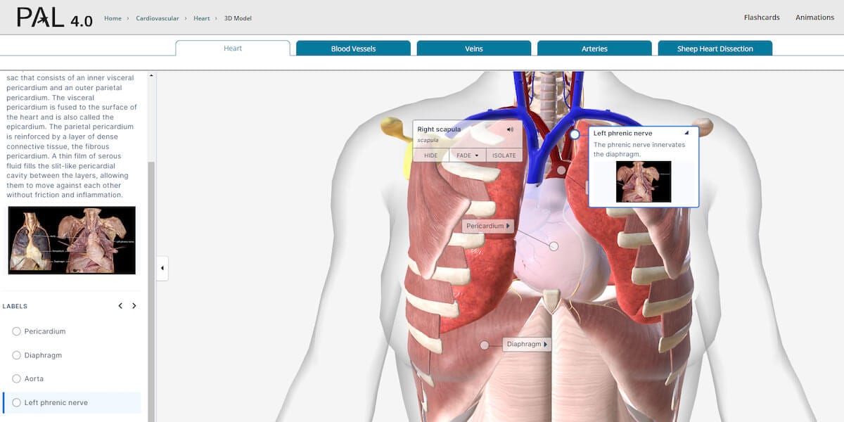 Illustration of human torso showing musculature and internal organs with a focus on the heart, lungs, and major vessels.